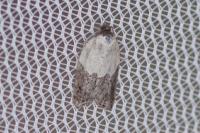 Acleris variegana