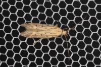 Metzneria hilarella