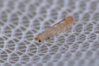 Phyllonorycter messaniella