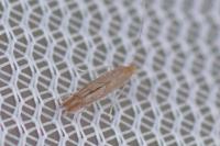 Phyllonorycter messaniella