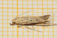 Metzneria hilarella
