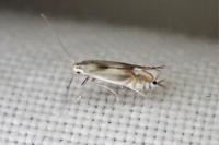 Phyllocnistis unipunctella