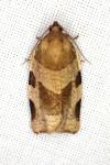 Choristoneura hebenstreitella