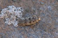 Bryotropha