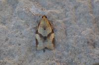 Clepsis consimilana