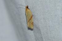 Clepsis pallidana