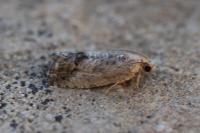 Cydia splendana