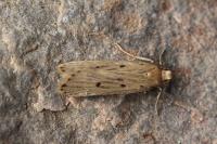 Acompsia antirrhinella/tripunctella