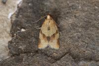 Clepsis consimilana