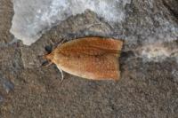 Clepsis consimilana