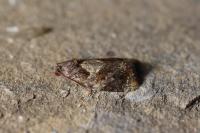 Ditula angustiorana