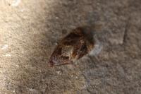 Ditula angustiorana