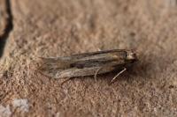 Mirificarma mulinella