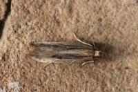 Mirificarma mulinella