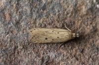 Nothris verbascella