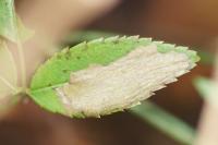 Coptotriche angusticollella