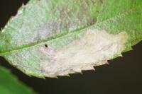 Coptotriche angusticollella