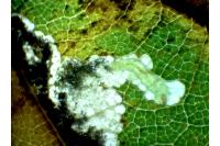 Ectoedemia albifasciella