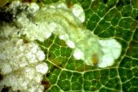 Ectoedemia albifasciella