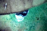 Ectoedemia heringi