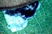 Ectoedemia heringi
