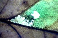 Ectoedemia subbimaculella