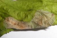 Phyllonorycter coryli
