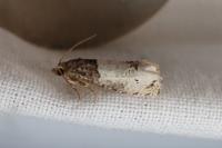 Notocelia roborana