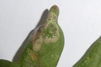 Phyllonorycter acerifoliella
