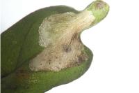 Phyllonorycter acerifoliella
