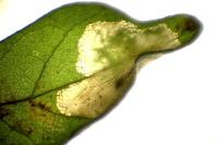 Phyllonorycter acerifoliella