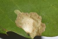 Tischeria ekebladella