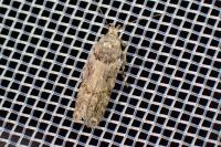 Teleiopsis diffinis