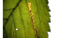 Stigmella ulmivora