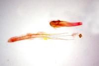 Teleiopsis diffinis