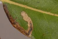 Stigmella samiatella