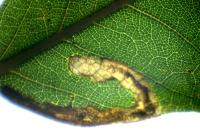 Stigmella samiatella