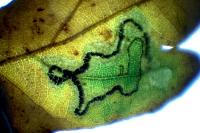 Stigmella