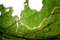 Stigmella microtheriella