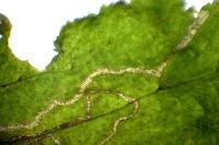 Stigmella microtheriella