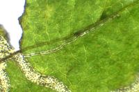 Stigmella microtheriella