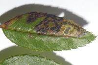 Stigmella anomalella