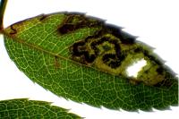 Stigmella anomalella
