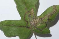 Stigmella aceris