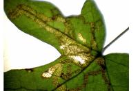 Stigmella aceris