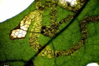 Stigmella aceris