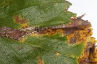 Phyllonorycter tristrigella