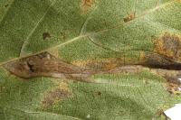 Phyllonorycter tristrigella