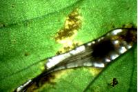 Phyllonorycter tristrigella