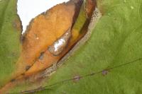 Phyllonorycter sorbi